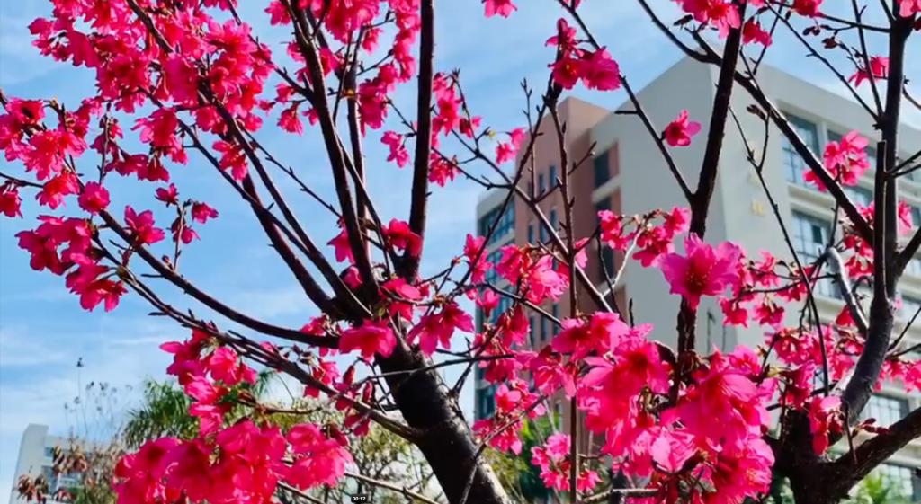 校园风光短视频